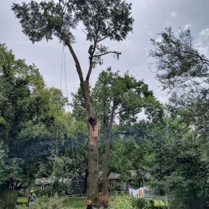 Tree Masters Tree Service