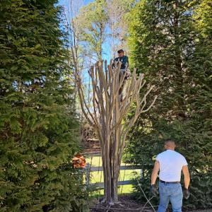 Castro tree services