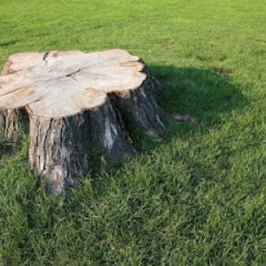 Hurley's Tree Service