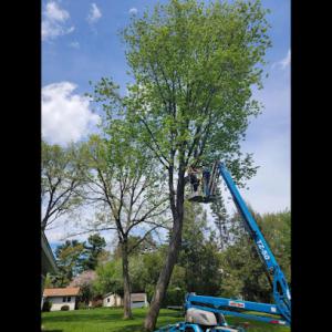 Two Dogs Tree Service