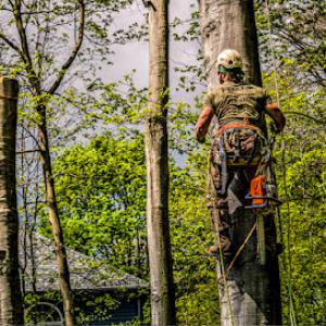 Rogue Tree Solutions