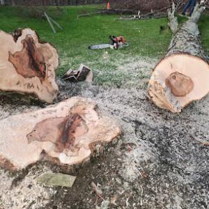 Knotty Pine Tree Service