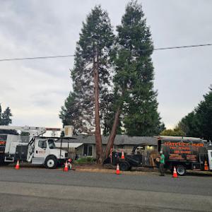 Hatchet Man Tree Service