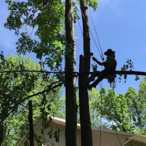 Curt's Tree Service