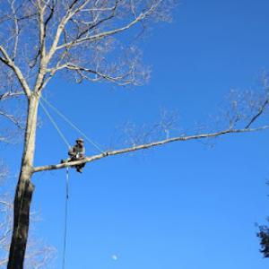 Pisgah Tree Care