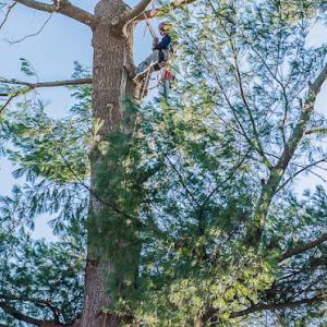 Northshore Tree Services