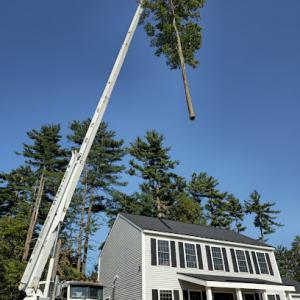 MM crane & Tree Services