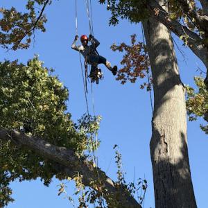 Tactical Tree Operations