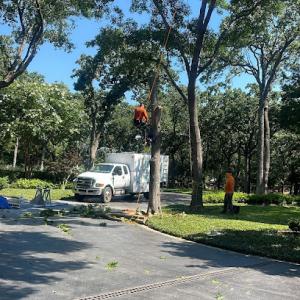 Alvarado Tree Trimming