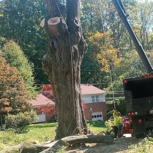 O & O Tree Service expert's
