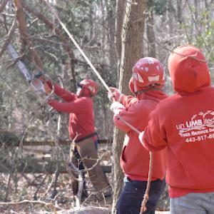 Unlimbited Tree Service