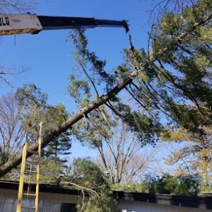 Southfork Tree Services