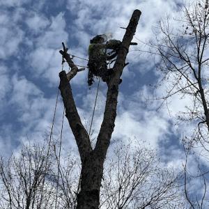 Midwest Tree Surgeons