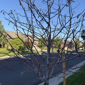 The Davey Tree Expert Company