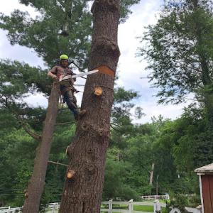 Tarzan Tree & Landscaping