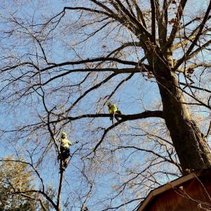 Arborpolitan Tree & Garden Care