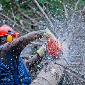 Tree Services Manhattan