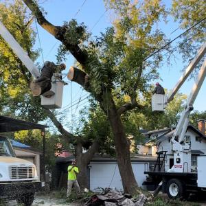 Bluders Tree Service & Landscaping