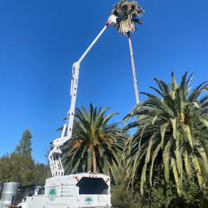 Ramirez Tree Service