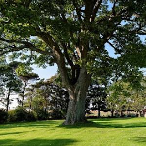 Moore's Tree Service & Stump Grinding