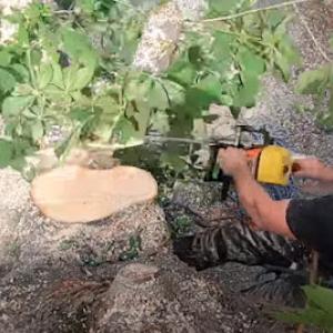 Wheaton Tree Removal