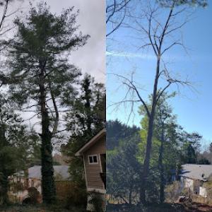 Atlanta Tree All Stars