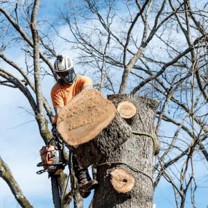 JP Tree Service Company