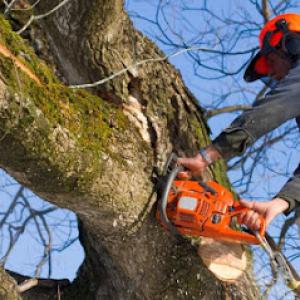 All Seasons Tree Service of Elgin