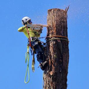Sammy`s Tree Services