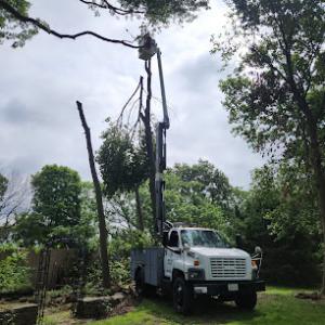 Jason's tree care