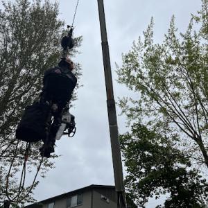 Rainier Tree Service