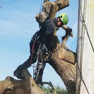 AA Tree Service