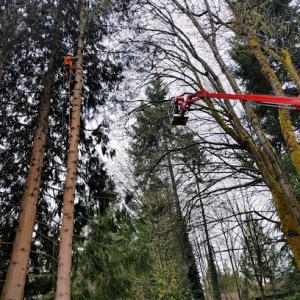 Bushman Tree Service
