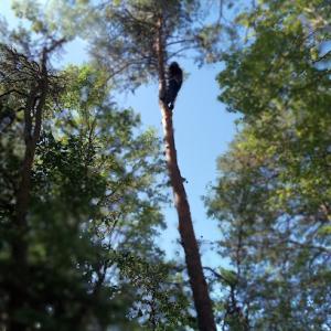 Sheltons Top Tier Tree Service