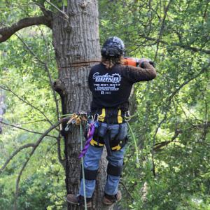 Southern Grind Stump & Tree Removal