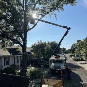 Matias tree service