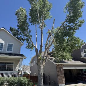 Howard Tree Care