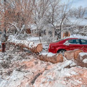 Aesthetic Tree Service