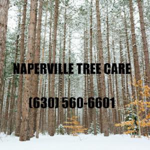 Naperville Tree Care