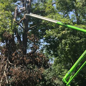 Cannonball Bobcat & Tree Service