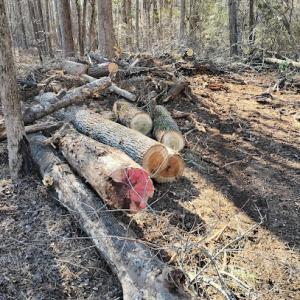 Lily's tree service & junk removal