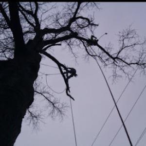 Go Green Tree & Outdoor Services