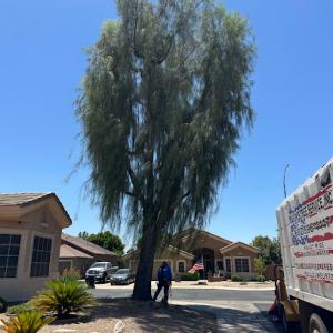 Jason's Tree Service