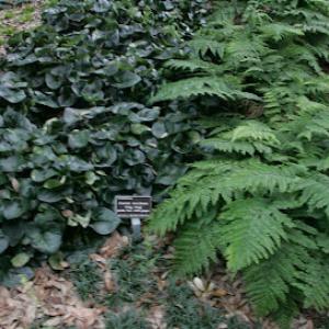 Allgreen Tree Service Mesquite