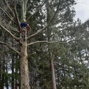 Save A Tree Tree Service