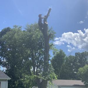 Stumpys Tree & Stump Removal