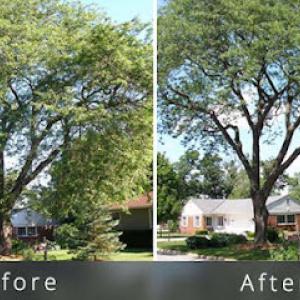 Maryland Tree Discount Service