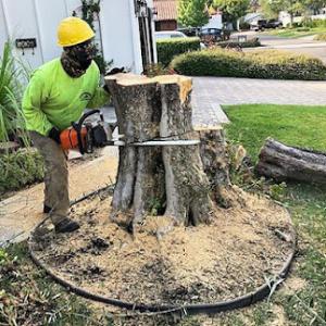USA Tree Care Pros