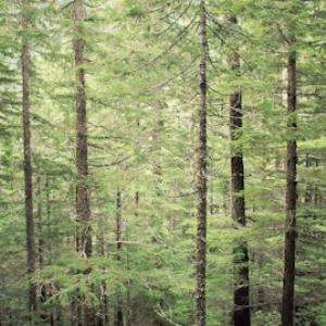 Under The Sun Tree Service