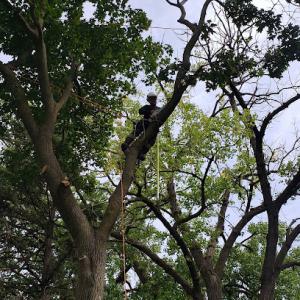 South Elgin Tree Works